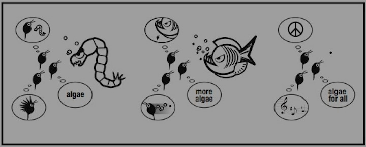 The ecology and evolution of fear: predation and local adaptation of phenotypic plasticity